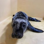seal