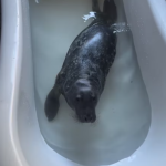 Our seal taking a bath