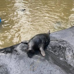 a black seal swimming with joy