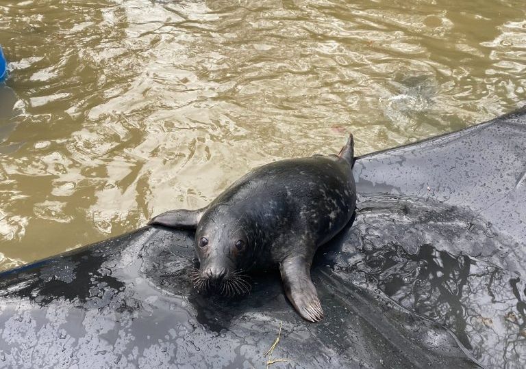 a black seal swimming with joy