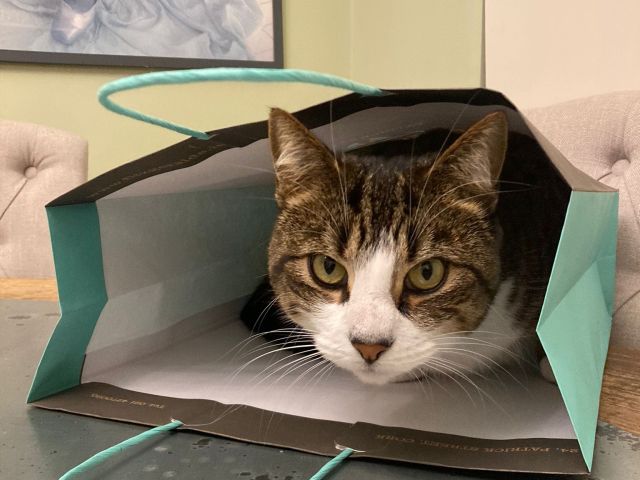 Cat in a bag